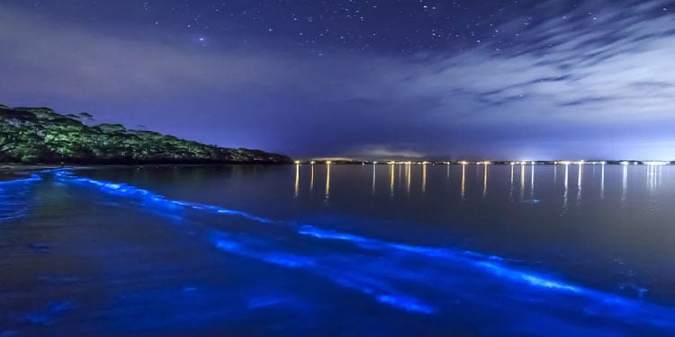 BioLuminescent bay