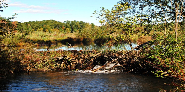 Bog Meadow Brook Nature Trail & Meadowbrook Preserve