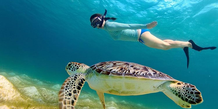 Turtle spotting snorkeling tours