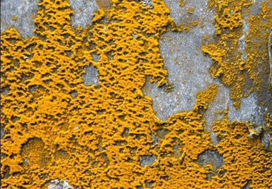 moss on concrete
