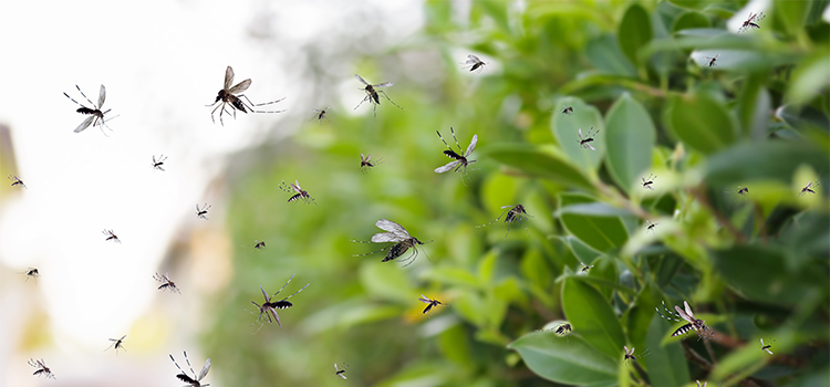 10 Fastest Ways to Get Rid Of Gnats in Your House
