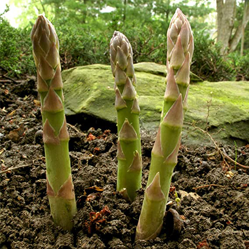 Problems That Can Arise While Growing Asparagus