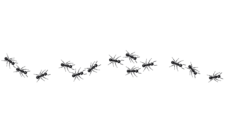 10 Effective Ways to Get Rid of Ants in the Bathroom