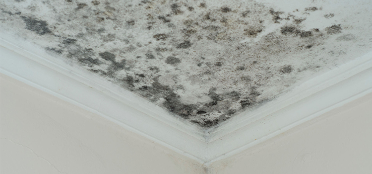How to Remove Mold from bathroom ceiling