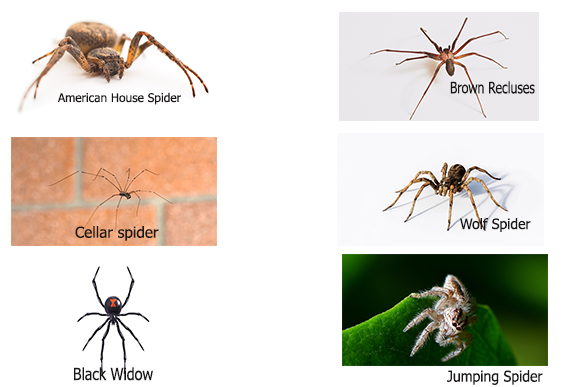 Types of spiders You May Find In Your Basement.