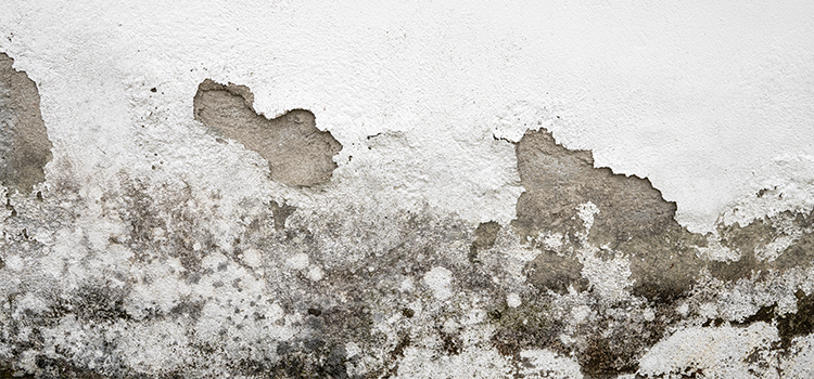 how to stop mold from coming back
