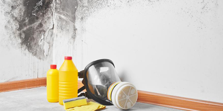 How To Get Rid of Mold Spores in the Air