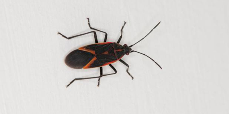 How To Get Rid of Boxelder Bugs Naturally
