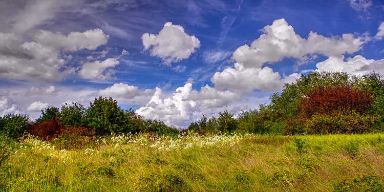 Arbor Hilss Nature Preserve