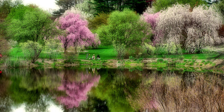 Arnold Arboretum 