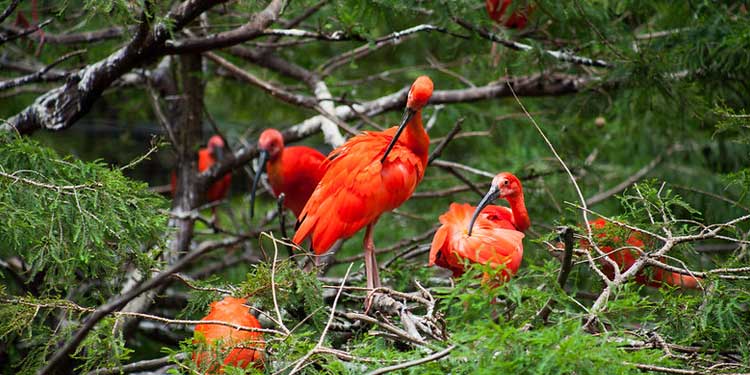 San Antonio Zoo