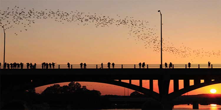 Watching Bats at Congress Avenue Bridge