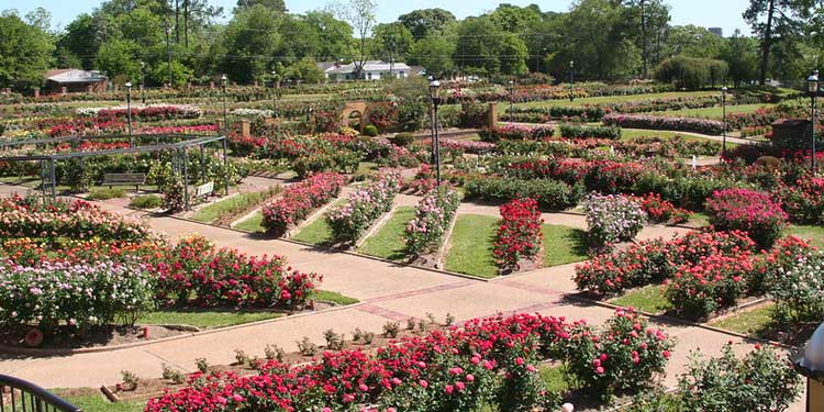 Discover Heaven at the Tyler Rose Garden