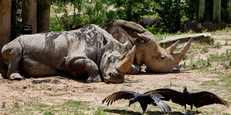 Enjoy the Cameron Park Zoo