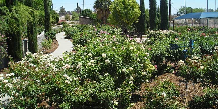 Enjoy the Scenery at the El Paso Municipal Rose Garden