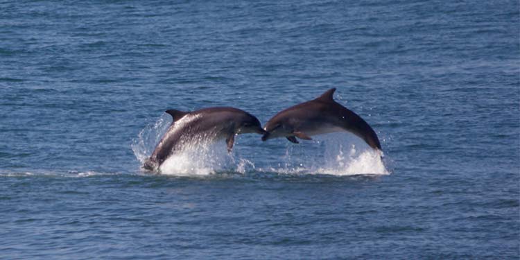 Experience the 10Wildlife at the RSPB Dolphinwatch