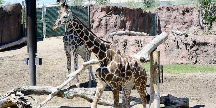 Explore the El Paso Zoo