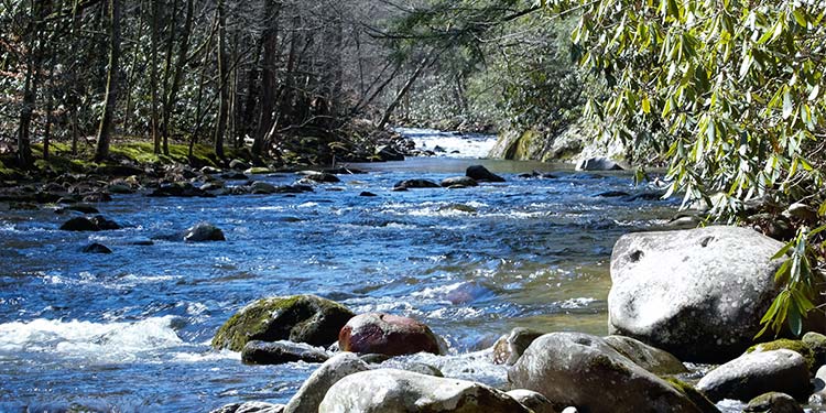 Go Fishing or Tubing in the Little Pigeon River