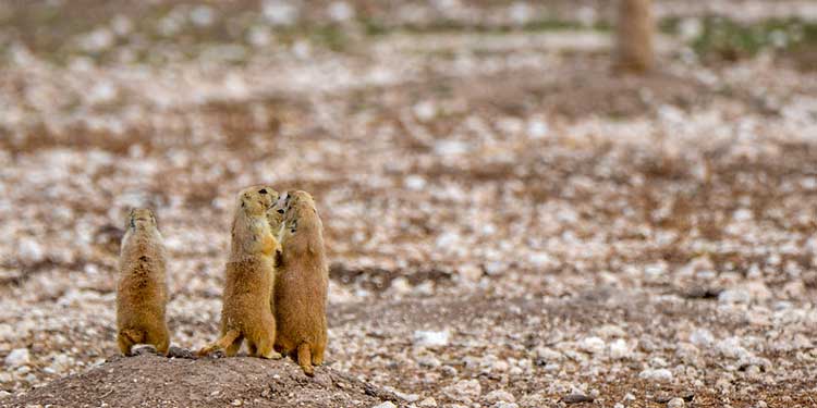 Prairie Dog Town