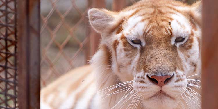 See Wildcats at the Tiger Creek Wildlife Refuge