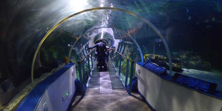 See the Marine Life at the National SEA LIFE Centre Birmingham