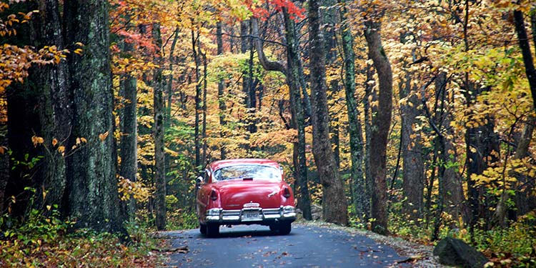 Take a Scenic Drive on the Roaring Fork Motor Nature Trail