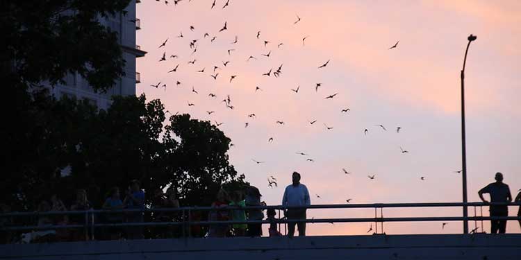 Waugh Drive Bat Colony 