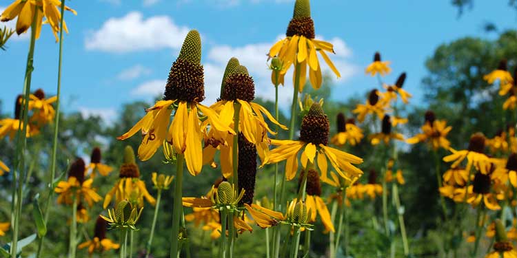 Stroll Around Beaumont Botanical Gardens