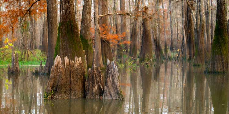 Cruise Tour at the Neches River Adventures