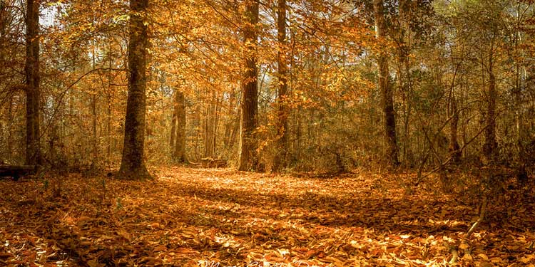 Family Outdoor Adventure at Big Thicket National Preserve