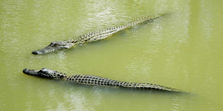 Gator Country Adventure Park