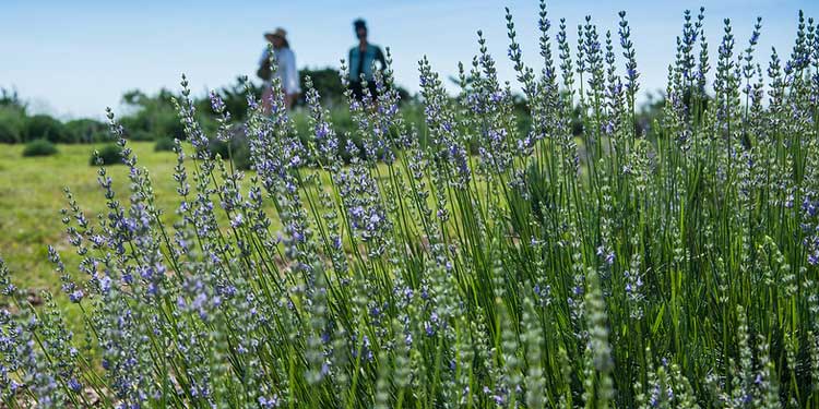 Hill Country Lavender Farm