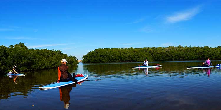 lido mangrove tunnels tour