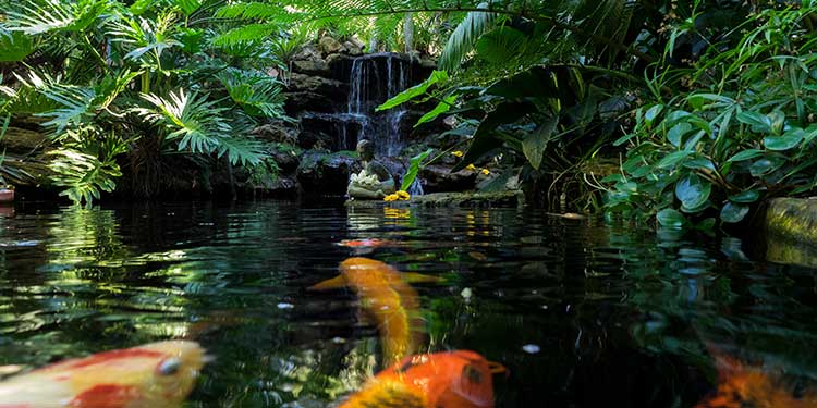 selbys botanical gardens