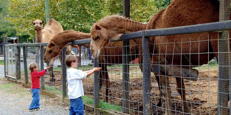 Smoky Mountain Deer Farm