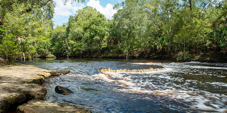 steinhatchee falls