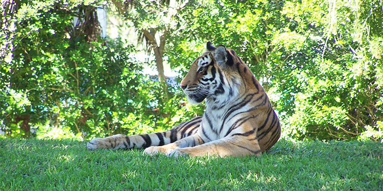 the miami zoo