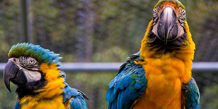 uncle sandy’s macaw park