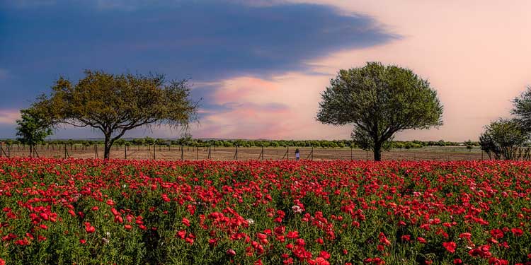 Visit Wildseed Farm