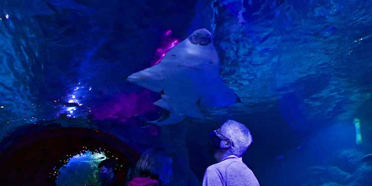 Visit the Sea Life Grapevine Aquarium 