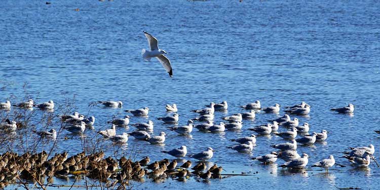 Watch Wildlife at the Cattail Marsh