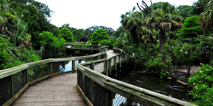 Alligator Farm