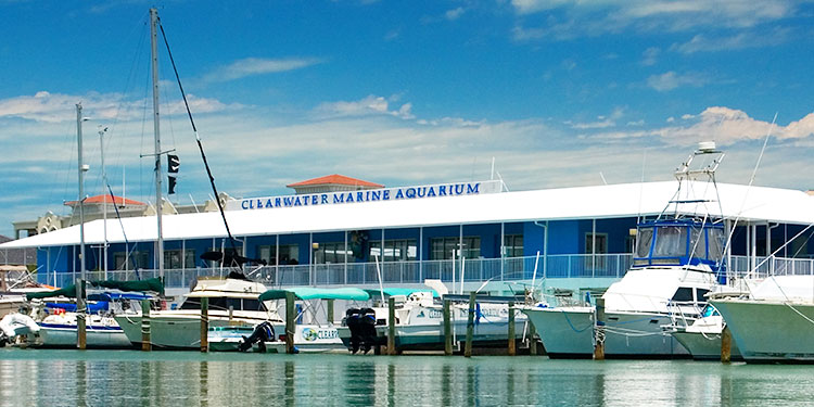 Clearwater Marine Aquarium