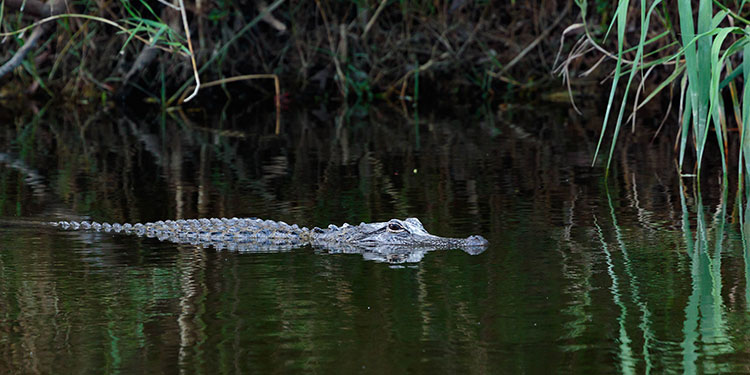 Corkscrew-Swamp-Sanctuary