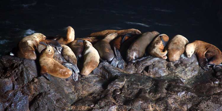 Explore the Sea Lions Cave