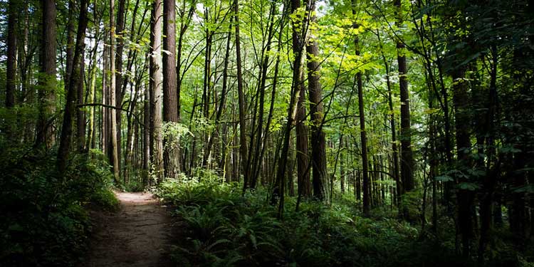 Go on an Adventure of Hiking & Biking at the Forest Park 