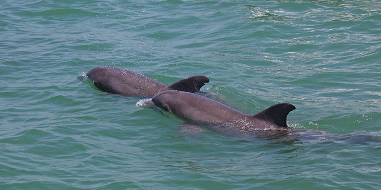 Manatee and Dolphin Tours