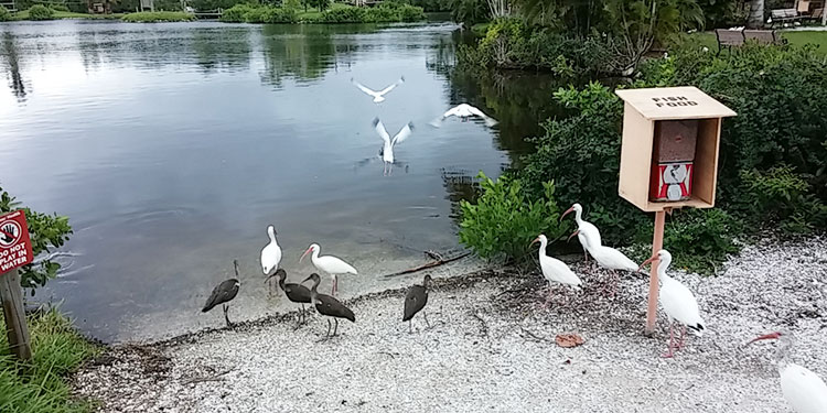 Naples Zoo at Caribbean Gardens