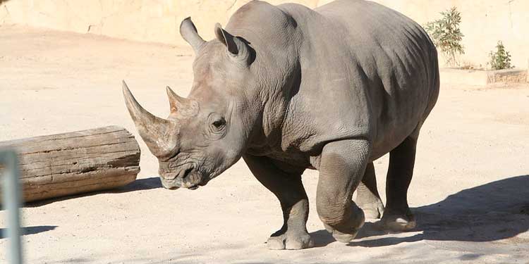 San Antonio Zoo