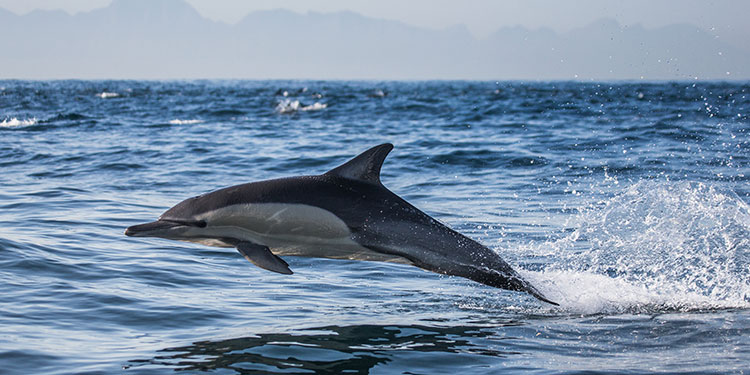 Sea Screamer Dolphin Cruise